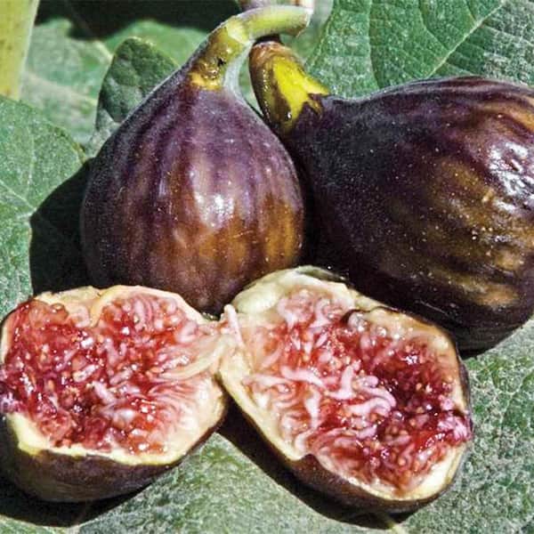 DIRECT GARDENING Hardy Chicago Fig Dormant Bare Root Fruit Bearing Starter Plant (1-Pack)