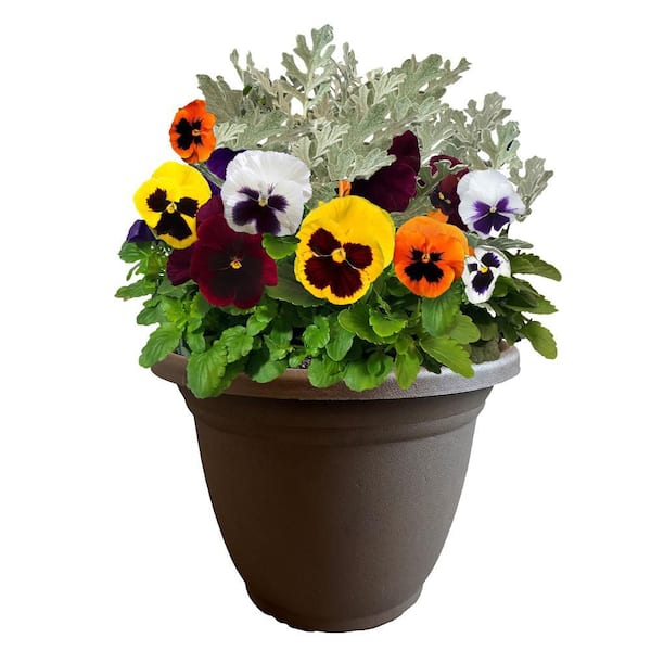 Unbranded 11 in. Pansy Annual Plant in Decorative Pot with Multi-Colored Blooms and Dusty Miller
