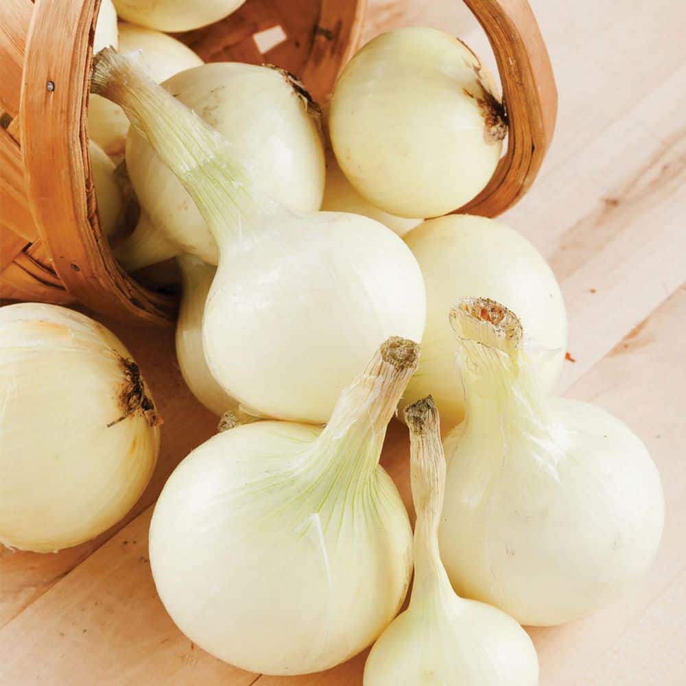 VAN ZYVERDEN Onion Sets White Set of 250 Bulbs 84559 - The Home Depot