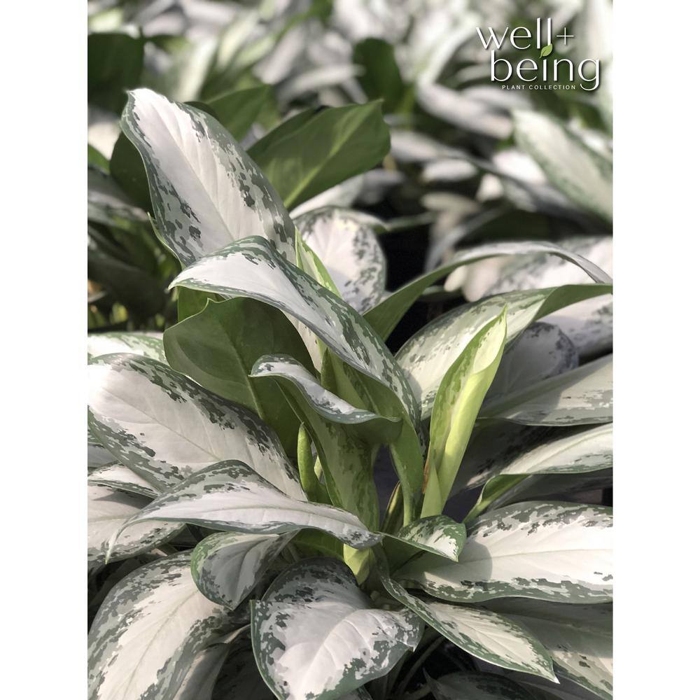 Aglaonema Crystal Bay Silver-Green Indoor Houseplant in Grower Pot