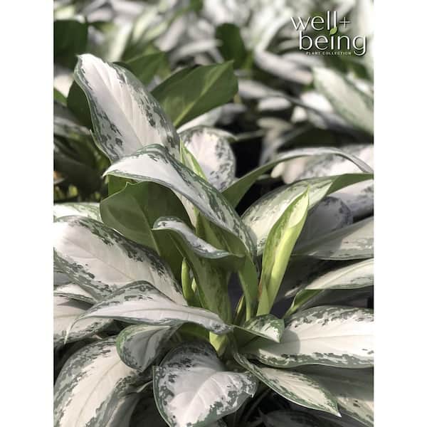 NATURE'S WAY FARMS Aglaonema Crystal Bay Live Indoor Plant