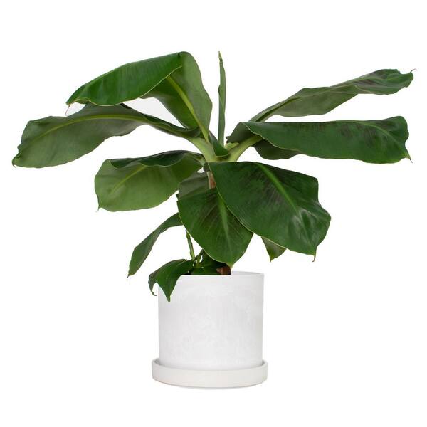 national PLANT NETWORK 7 in. Stonewash Recycled Planter with Saucer and 8 in. Banana Dwarf Cavendish (1-Piece)