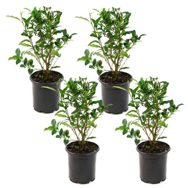 1 gal. Brew-Tea-Ful Camelia Sinensis Shrub (4-Pack)