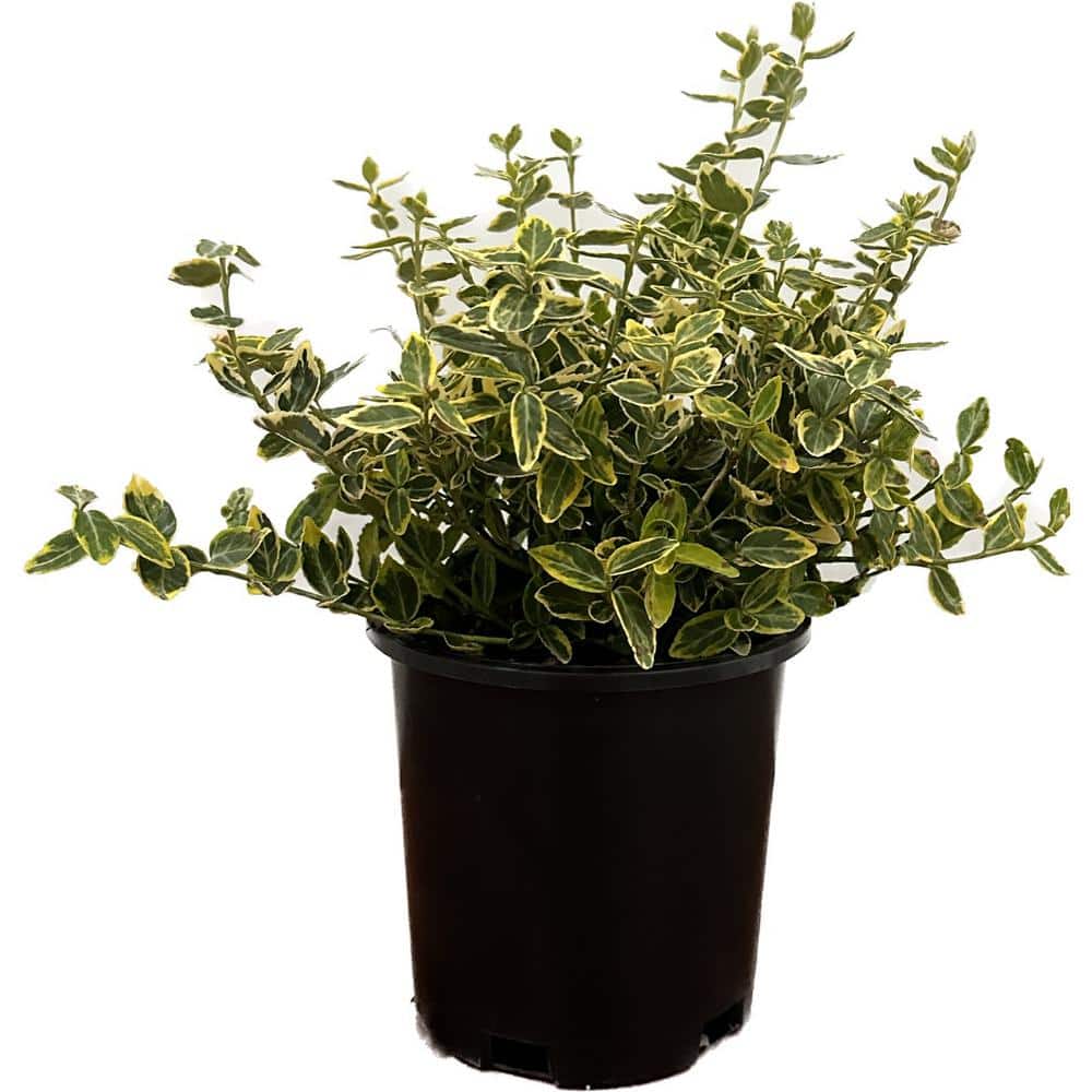 shrubs-bushes-1000042808-