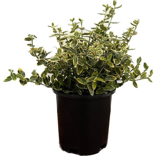 Unbranded 2.5 Qt. - Emerald and Gold Euonymus Live Shrub with Green and Yellow Folliage