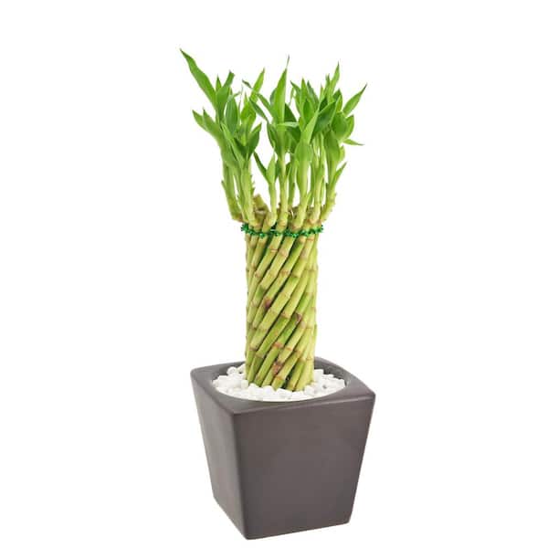 Arcadia Garden Products 4-1/2 in. Tornado Lucky Bamboo Carolina Brown Square Ceramic Planter