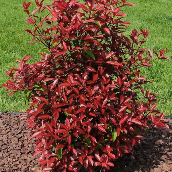 2.5 qt. Red Tip Photinia (Photinia x Fraseri) Evergreen Shrub with Fragrant  White Flowers in Spring (1-Each) O582401 - The Home Depot