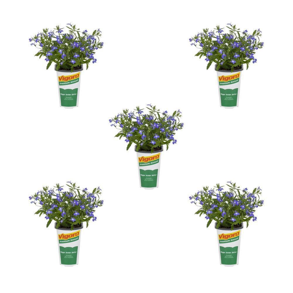 Vigoro 1.5 Pt. Lobelia Magadi Compact Dark Blue Annual Plant (5-Pack ...