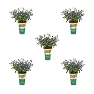 1.5 Pt. Lobelia Magadi Compact Dark Blue Annual Plant (5-Pack)