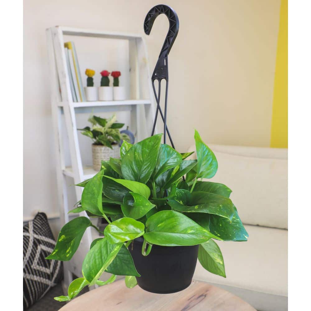 Golden Pothos Indoor Plant in Brown Plastic Hanging Basket