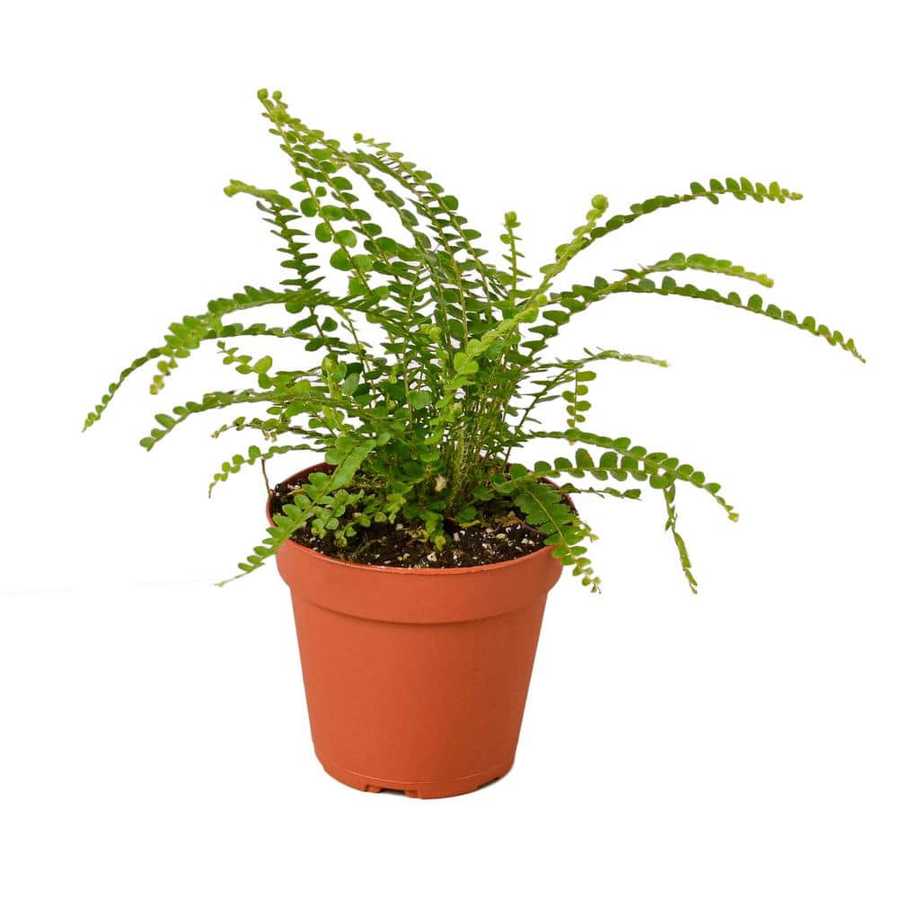 Lemon Button Fern (Nephrolepis cordifolia) Plant in 4 in. Grower Pot