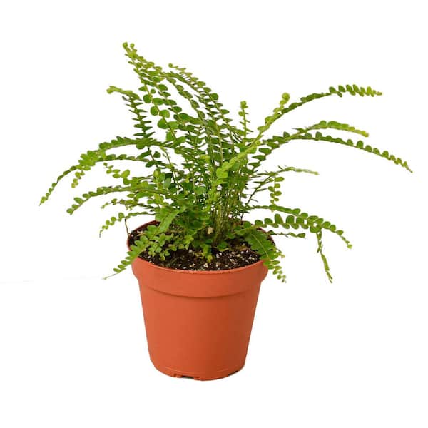 PPC INTERNATIONAL LLC Lemon Button Fern (Nephrolepis cordifolia) Plant in 4 in. Grower Pot