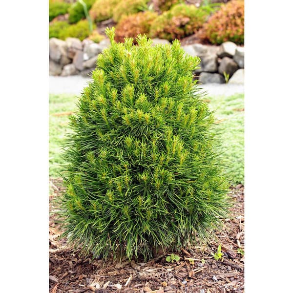Online Orchards 1 Gal. Evergreen Scotch Pine Tree That is Hardy and Adaptable to Nearly All Climates