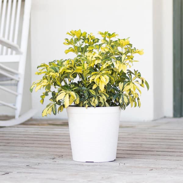 background with amazing arboricola plant