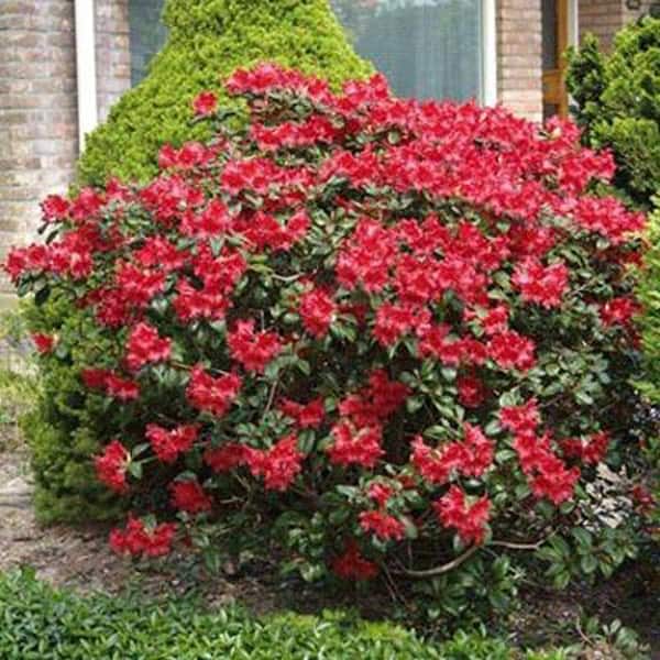 Brighter Blooms Rhododendron Shrub with Red Flowers - The Home Depot