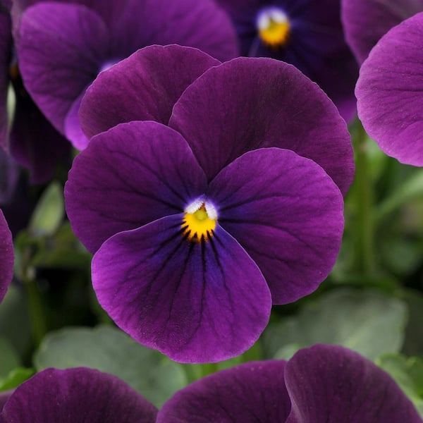 national PLANT NETWORK 4 in. Viola Sorbet XP Purple Plant (3-Pack