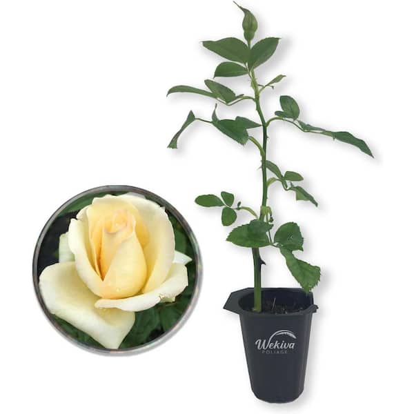 Wekiva Foliage Elegant Beauty Rose Bush -Live Starter Plant in a 2 in. Growers Pot - Beautifully Fragrant Hybrid Tea Rose