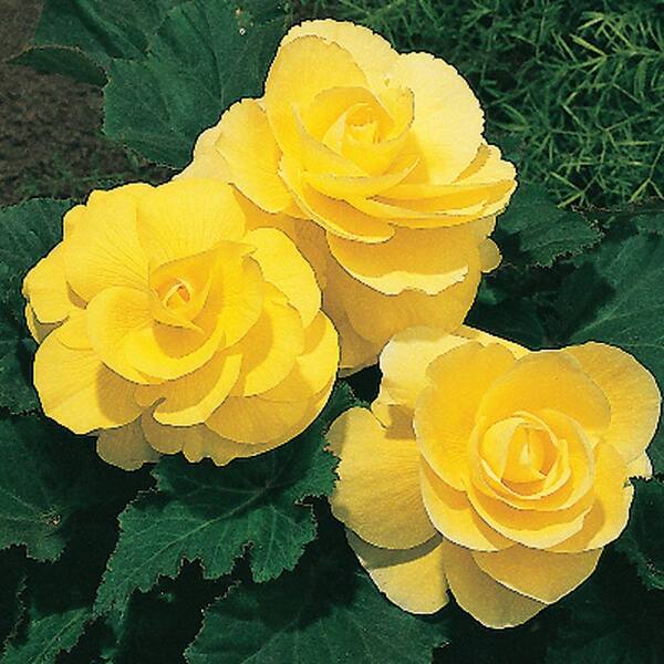 Unbranded Begonia Roseform Yellow Dormant Bulbs (4-Pack)