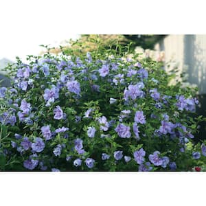 2 Gal. Blue Chiffon Rose of Sharon (Hibiscus) Plant with Blue Flowers