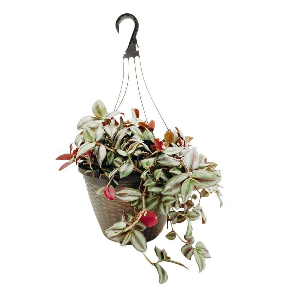 Vigoro 12 in. Tradescantia Zebrina Hanging Basket Plant 46877 The