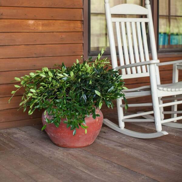 FIRST EDITIONS 2 Gal. Vintage Jade Distylium Plant-Evergreen Shrub