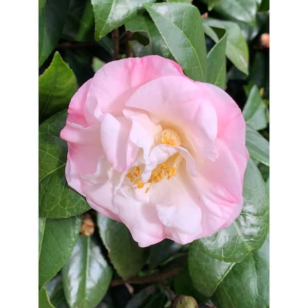 ★送料・関税込★15wol★CAMELLIA FLOWER KEYRIN.G★人気★ bdd0fa72-9d94-426c-8f48-