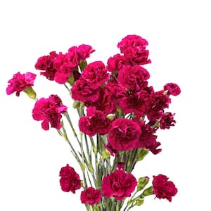 Globalrose 100 Stems Of Purple Spray Carnations- Fresh Flower Delivery ...