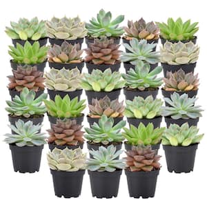 2 in. Mini Succulents in Black Grower Pot (28-Pack)