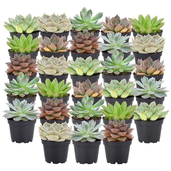 Arcadia Garden Products 2 in. Mini Succulents in Black Grower Pot (28-Pack)