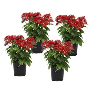 1 Qt. Pentas Red Plant Collection (4-Pack)