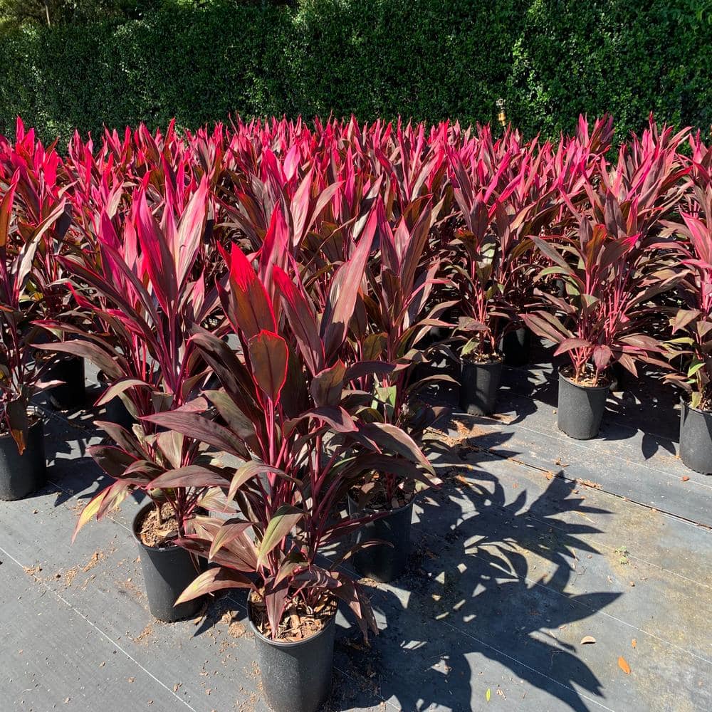 Red Sister Hawaiian Ti Cordyline Plant in 10-Inch Container