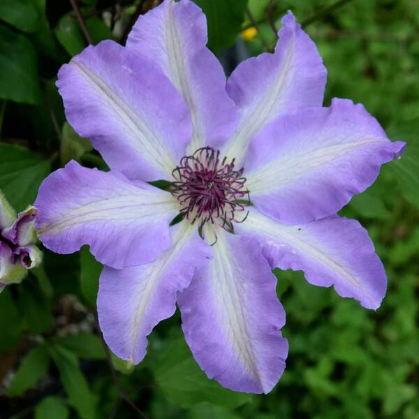 Spring Hill Nurseries Lavender Flowering Perennial Vine Daybreak Clematis Live Deciduous Plant with 2 in. Pot