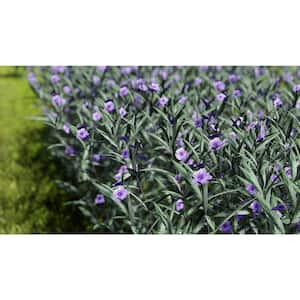 8.25 in. 1.5 Gal. Ruellia Plant Purple Flower in Grower's Pot