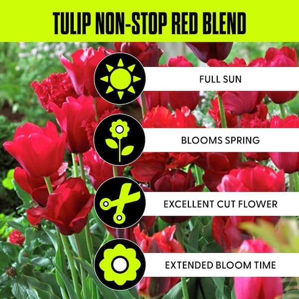 VAN ZYVERDEN Red Tulips Non-Stop Red Blend Bulbs (25-Pack) 87016