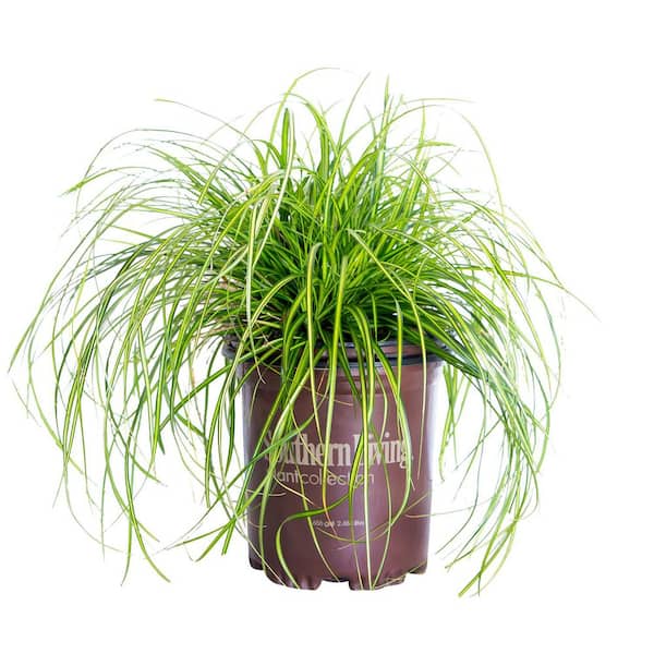 SOUTHERN LIVING 2.5 Qt. Evercolor Eversheen Carex (Sedge Grass
