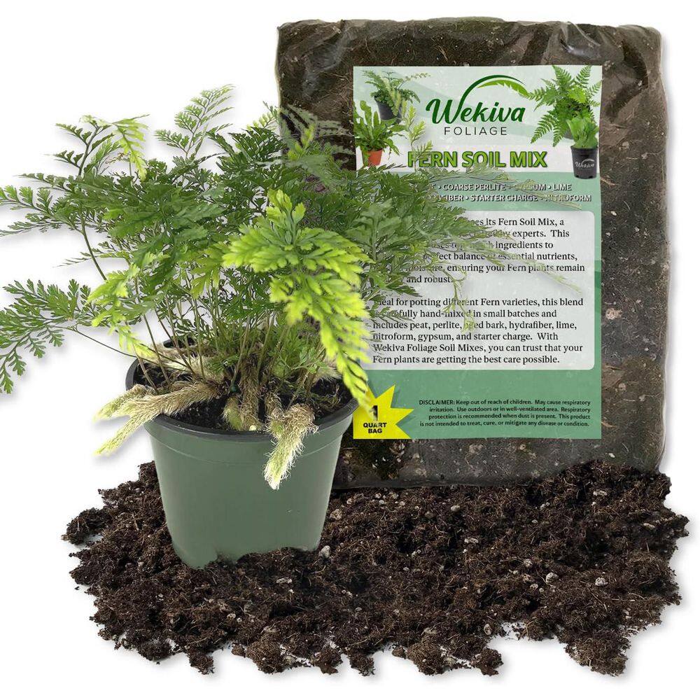 Rabbit's Foot Fern and Soil Mix Combo -Live Plant in a 4 in. Growers Pot with 1 Quart Fern Soil-Davallia Tyermani price history on PriceWatchPro