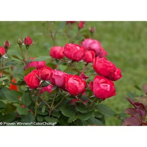 2Gal. Oso Easy Double Red Landscape Rose Continually Flowers All Summer Into Fall