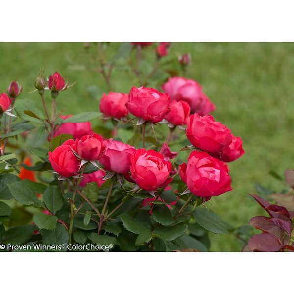 PROVEN WINNERS 2Gal. Oso Easy Double Red Landscape Rose Continually ...