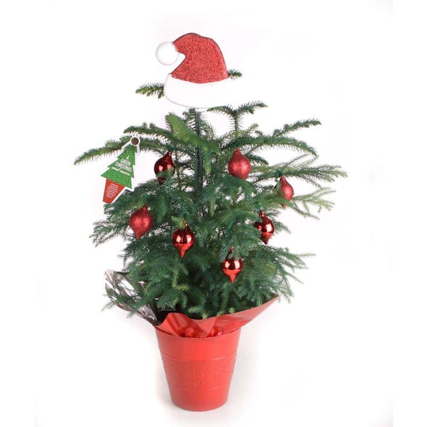 Costa Farms Living Pine Tree 6 in. Norfolk Island Red Decorations with Mylar and Topper