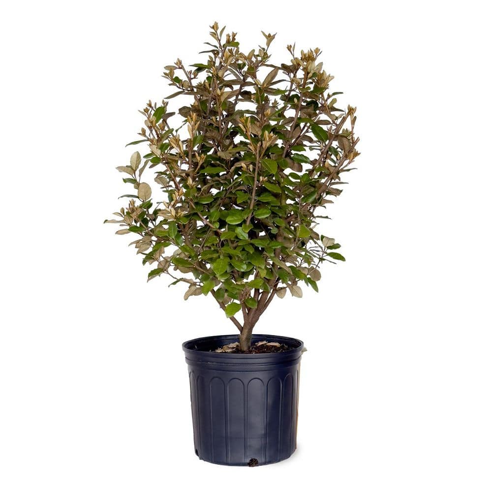 2.5 Gal. Elaeagnus x Ebbingei (Ebbings Silverberry; Oleaster) Live Evergreen Shrub for Hedges and Screens price history on PriceWatchPro