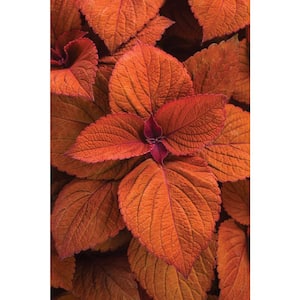 4.25 in. Grande ColorBlaze Sedona Sunset Coleus (Solenostemon) Live Plant, Orange Foliage (4-Pack)