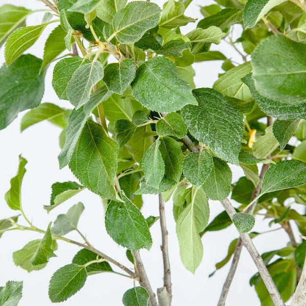 Fuji Apple Tree