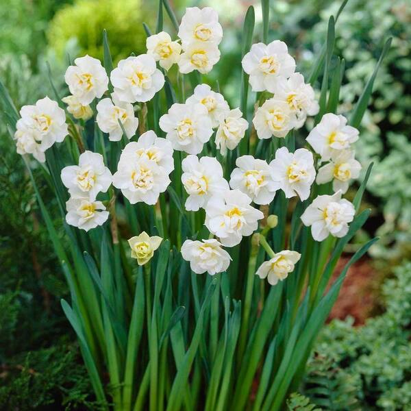Unbranded Daffodil Cheerfulness Dormant Bulbs (20-Pack)