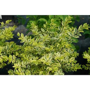 4.5 in. qt. Good Vibrations Privet (Ligustrum Ovalifolium) Live Shrub with Yellow and Green Foliage