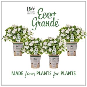 4.25 in. Eco+Grande Soprano White (Impatiens) Live Plant, White Flowers (4-Pack)