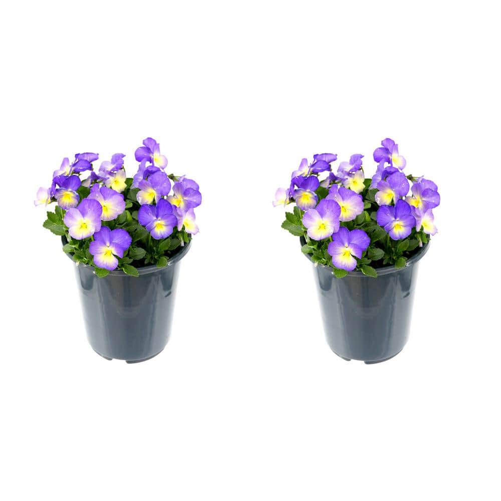 Perennial Viola Starry Night 2.5 QT (2-Pack)