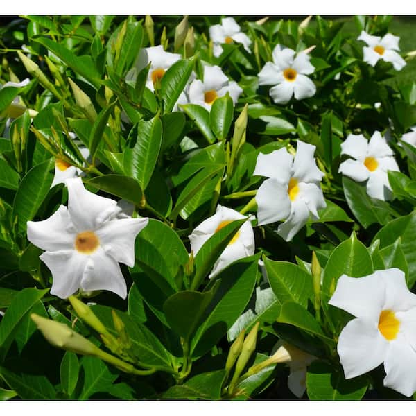 1.15 Gal. (#10) Hanging Basket Dipladenia Flowering Annual Shrub with White Blooms