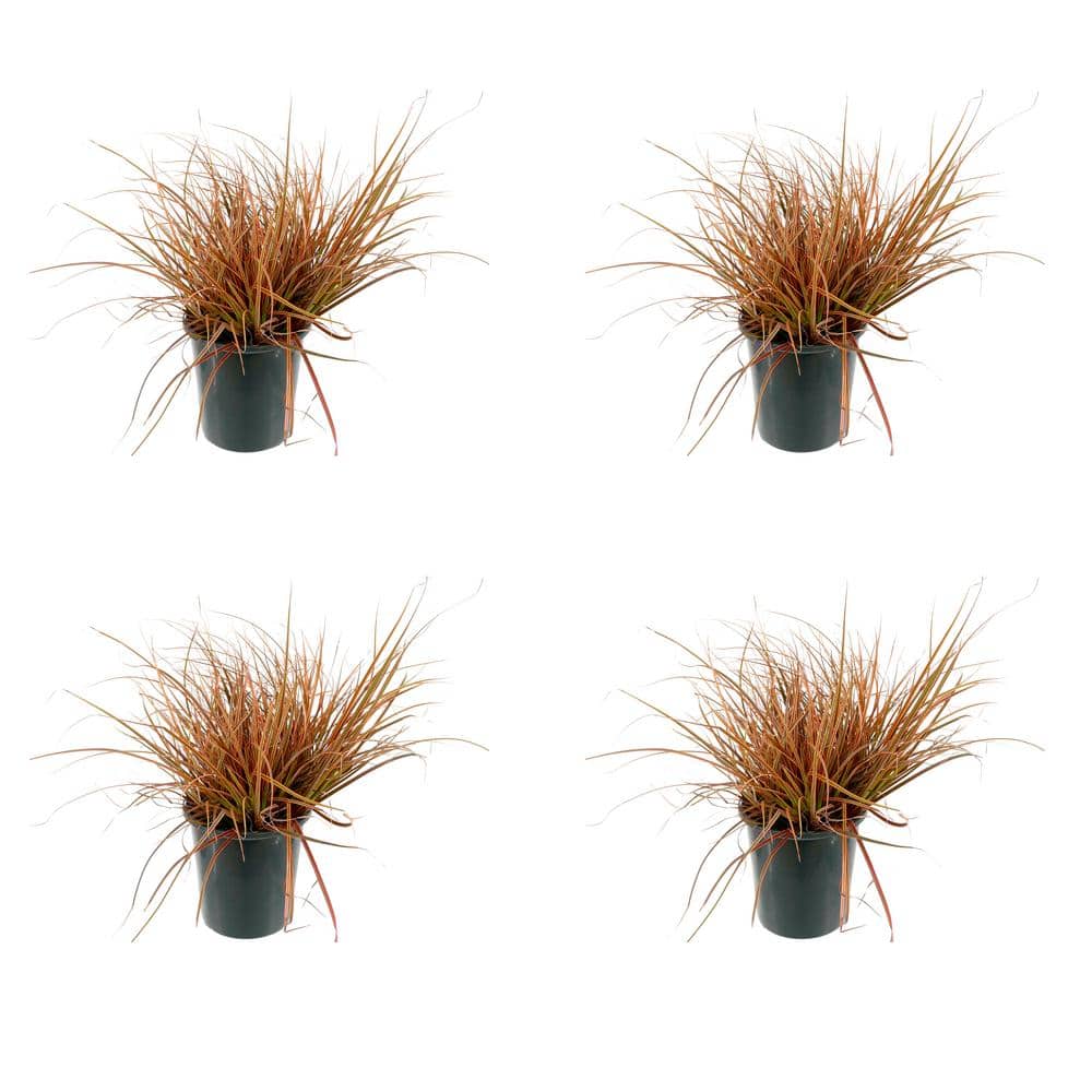 2.5 Qt. Carex Prairie Fire Perennial Plant with No Flowers - 4-Pack