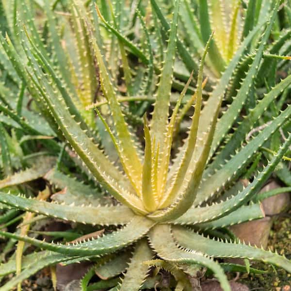 agave agave attenuata Variegated Fox Tail Agave Plant (Agave Attenuata 'Ray of Light') - 15 Gal main image 0
