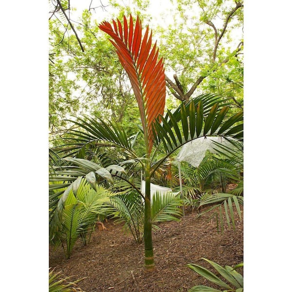 Red Flame Palm Tree-Live Plant in a 3 Gallon Growers Pot -Chambeyronia Macrocarpa-Extremely Rare Ornamental Palms
